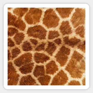 Leopard Print Pattern Design Sticker